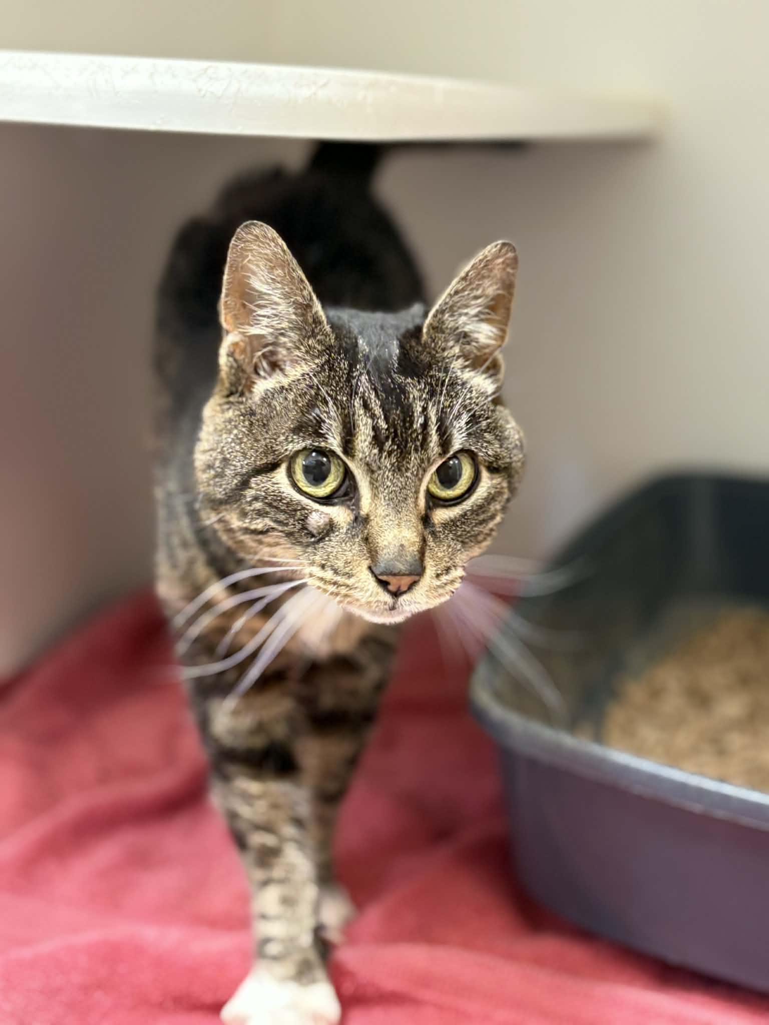 Enlarge Jasmine, a ADOPTABLE Domestic Short Hair in Grants Pass, OR image 3/3