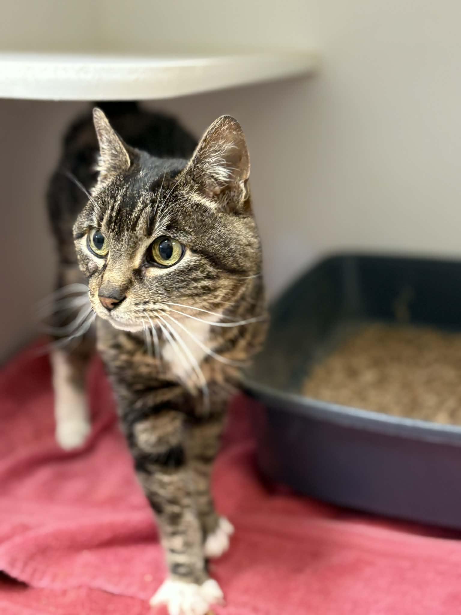 Enlarge Jasmine, a ADOPTABLE Domestic Short Hair in Grants Pass, OR image 2/3