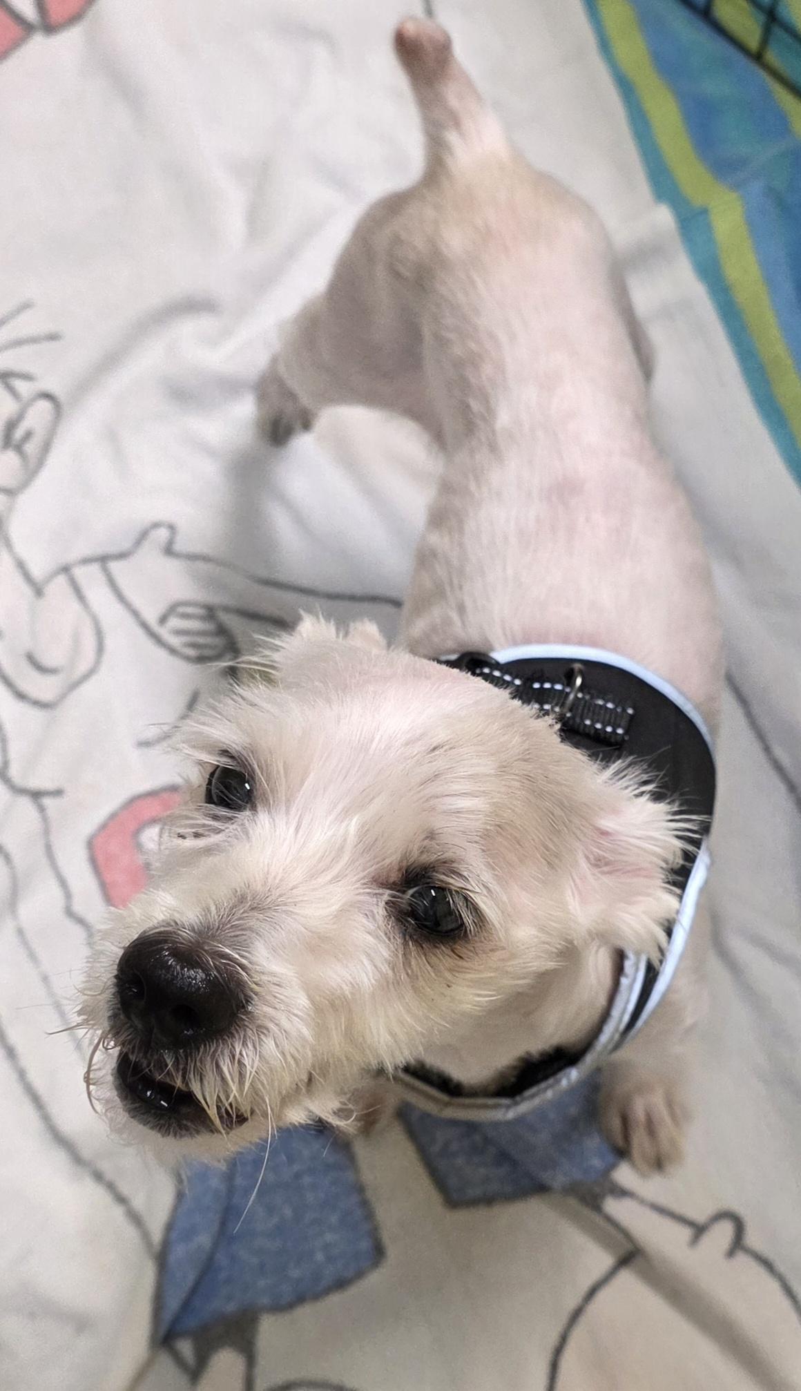 Enlarge Tyson 9284, a ADOPTABLE Maltese in Boca Raton, FL image 1/1