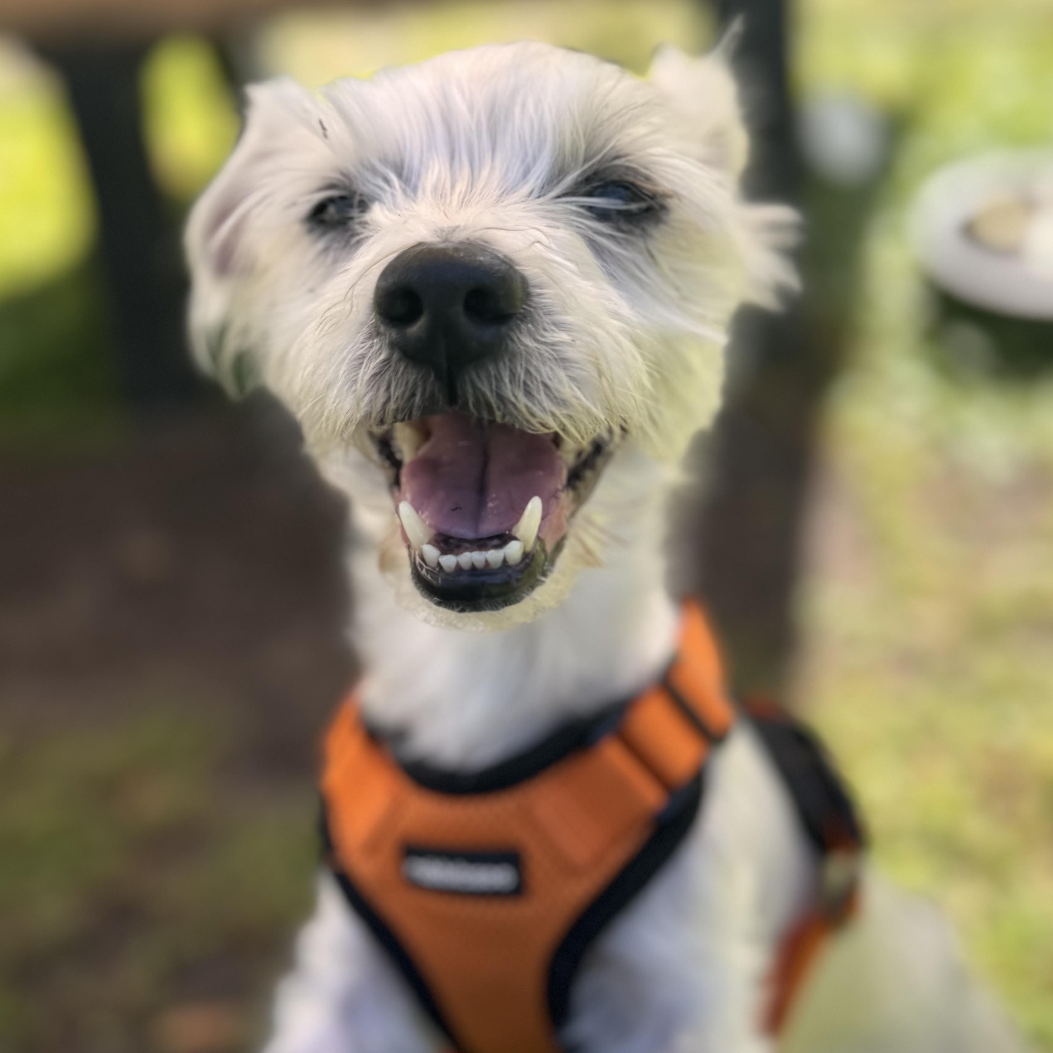 Tyson 9284, adoptable, Senior Male Maltese.