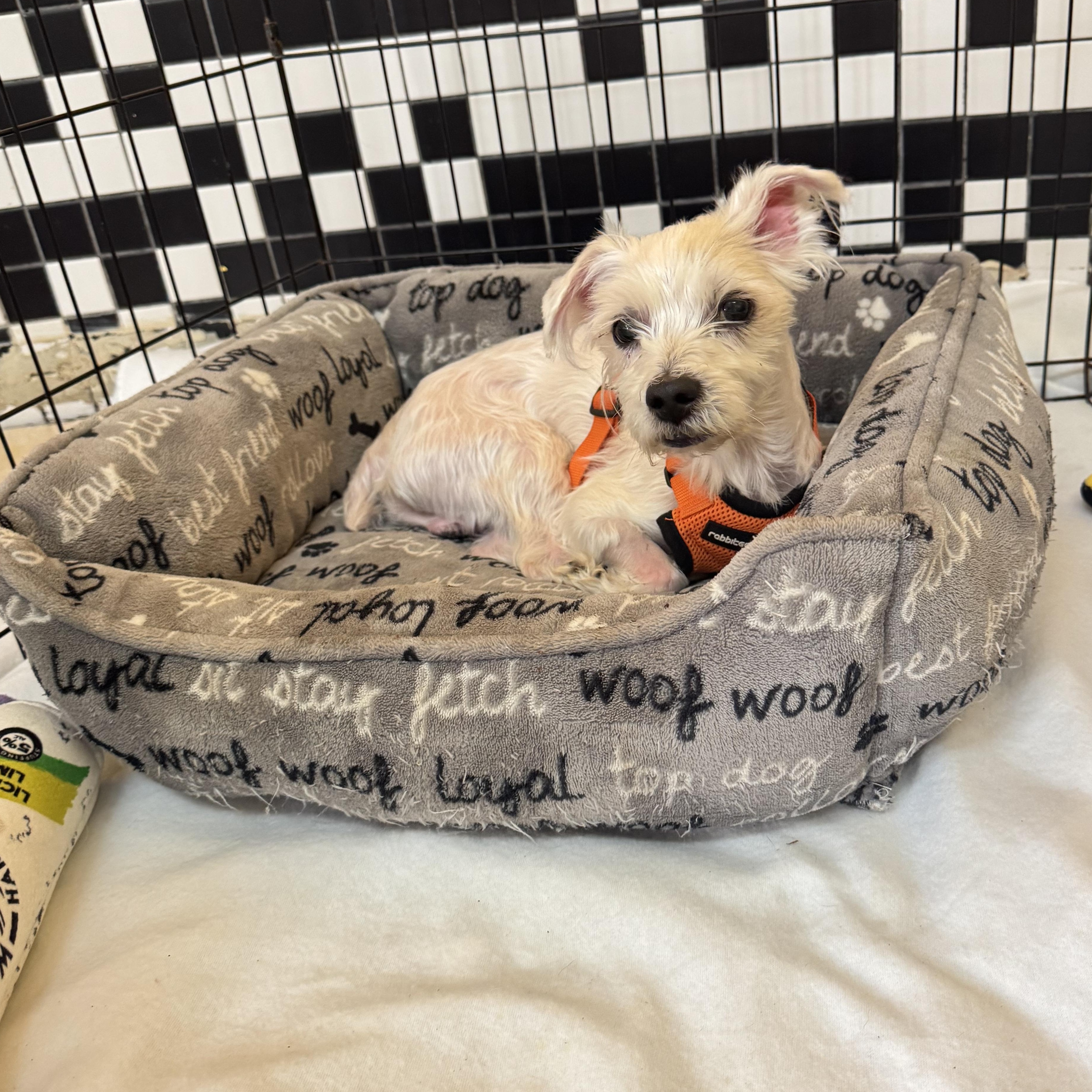 Tyson 9284, adoptable, Senior Male Maltese.