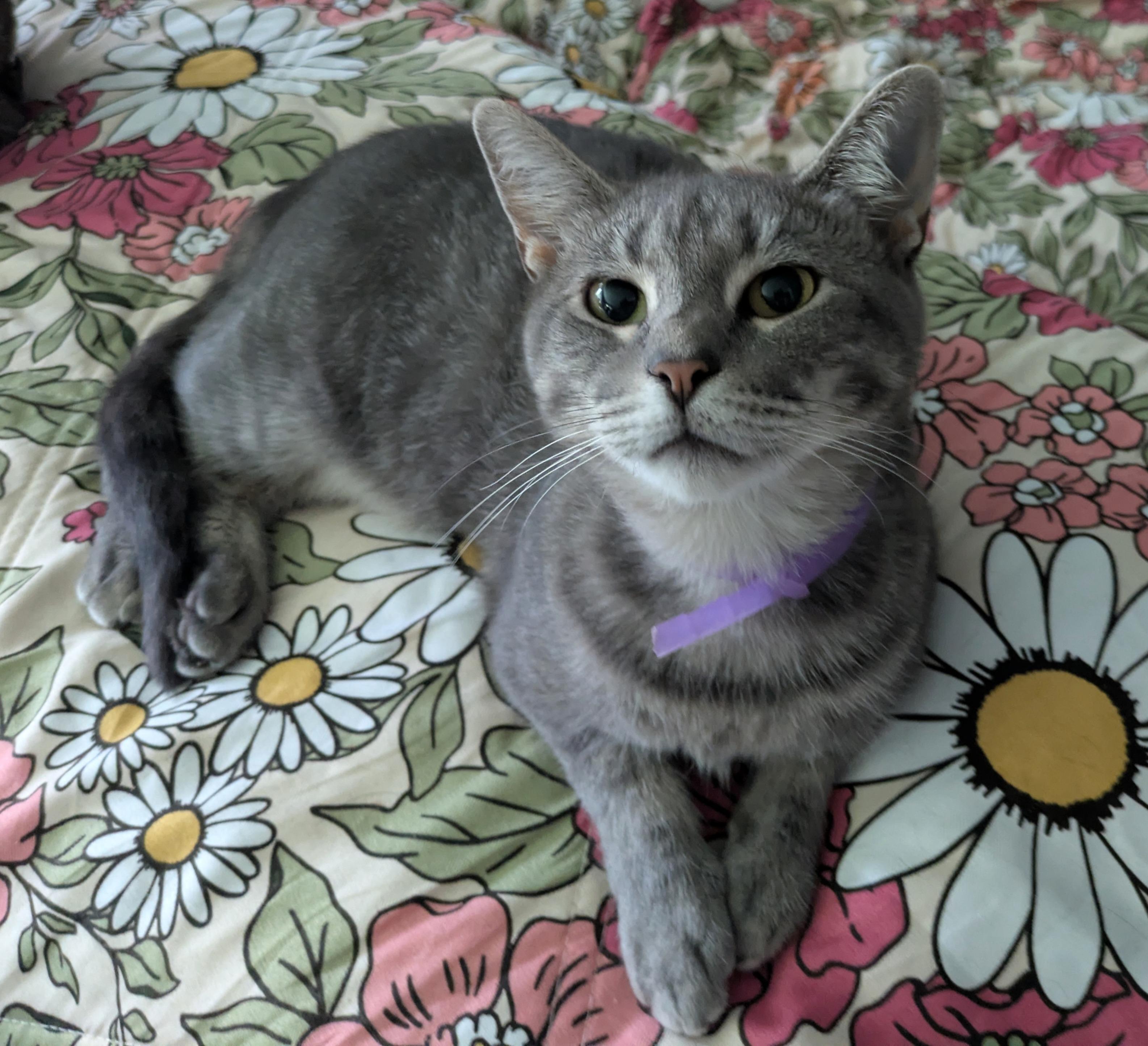 Enlarge Bonnie (Playful Lap Cat), a Adoptable Domestic Short Hair in Rochester, NY image 1/1