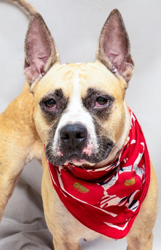 Sally, Adoptable, Adult Female Boxer.