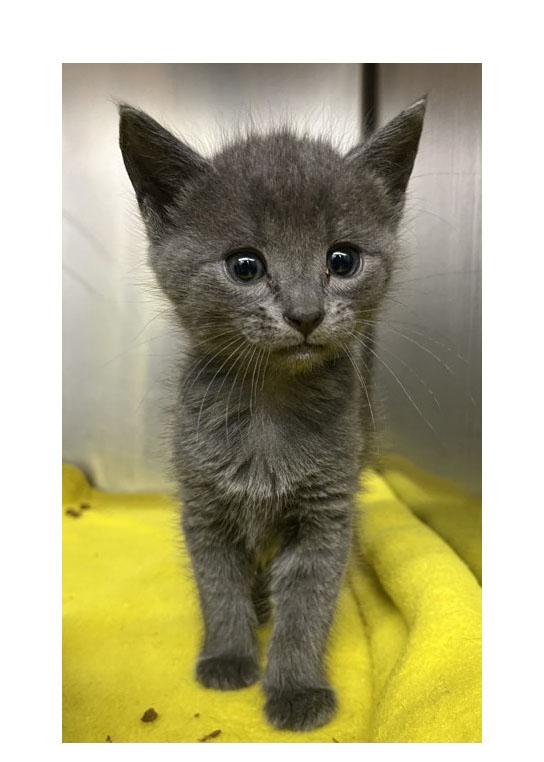 Rookie, Adoptable, Kitten Male Domestic Short Hair.