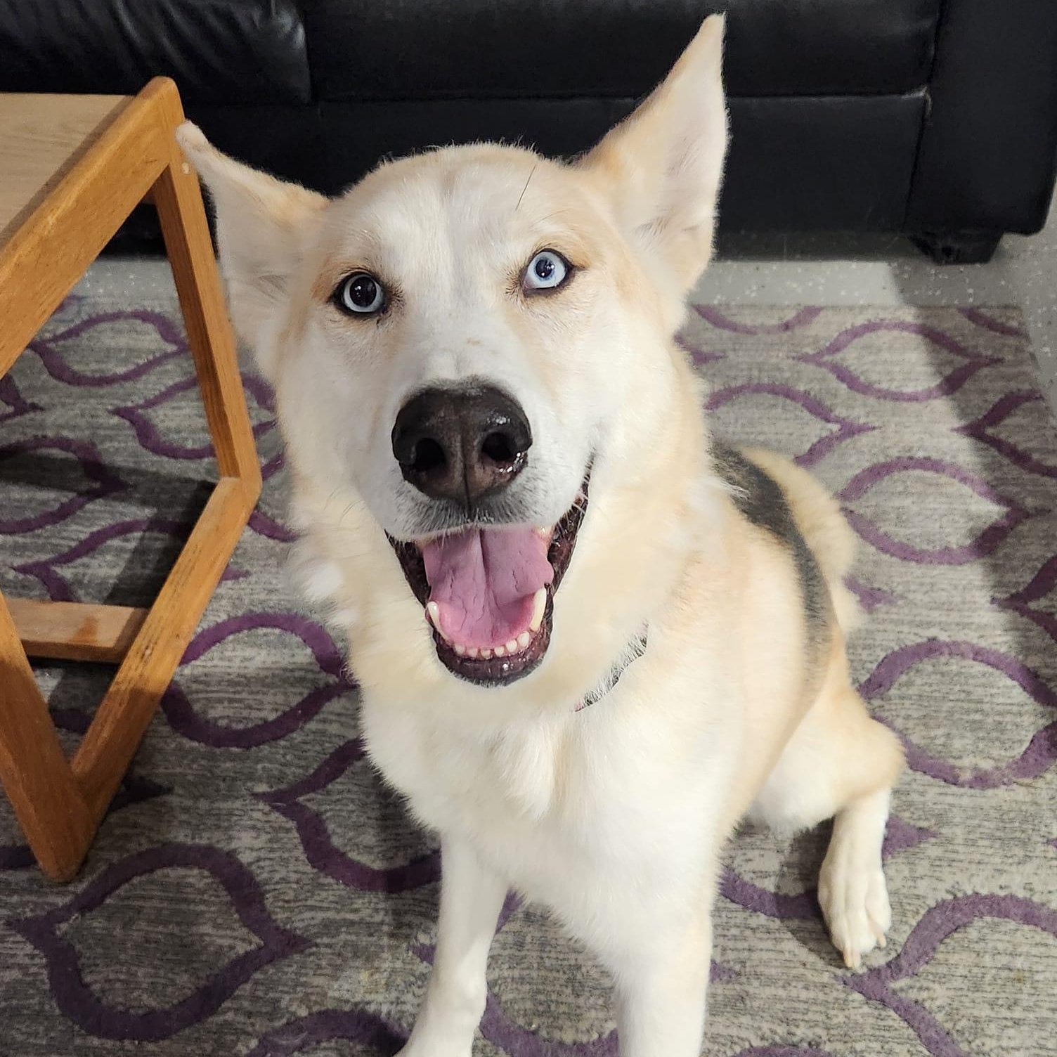 Roman Henry, Adoptable, Adult Male Husky & Shepherd.