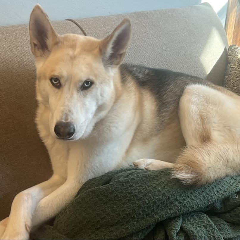 Roman Henry, adoptable, Adult Male Husky & Shepherd.