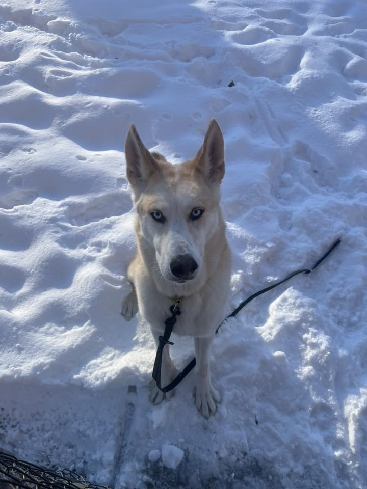 Enlarge Roman Henry, a Adoptable mixed breed in Racine, WI image 2/6