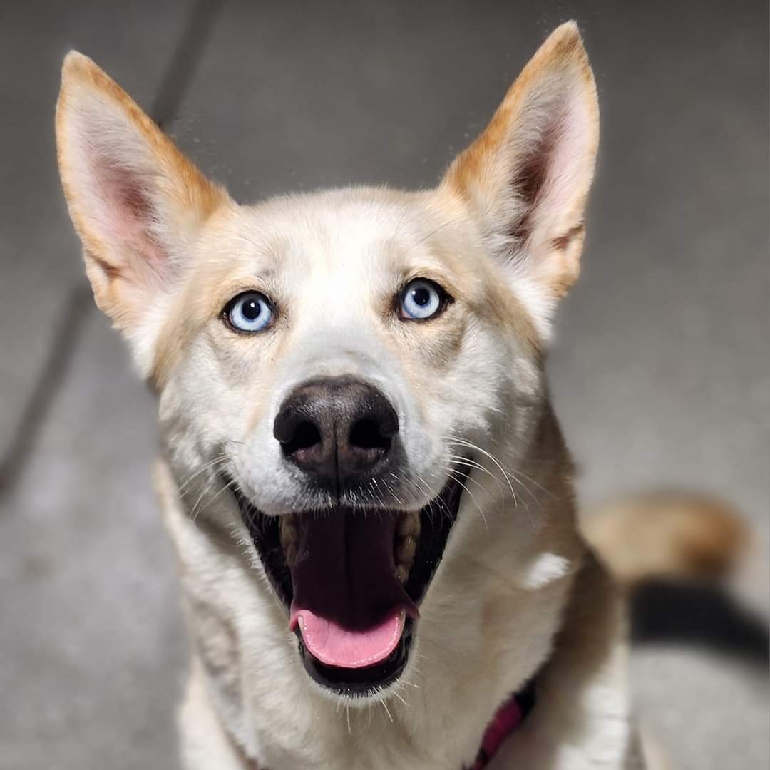 Enlarge Roman Henry, a Adoptable mixed breed in Racine, WI image 3/6