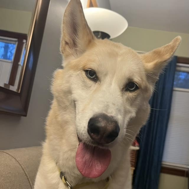 Enlarge Roman Henry, a Adoptable mixed breed in Racine, WI image 4/6