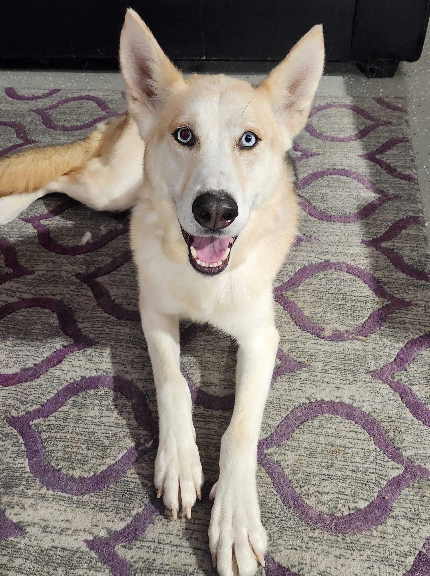 Enlarge Roman Henry, a Adoptable mixed breed in Racine, WI image 5/6