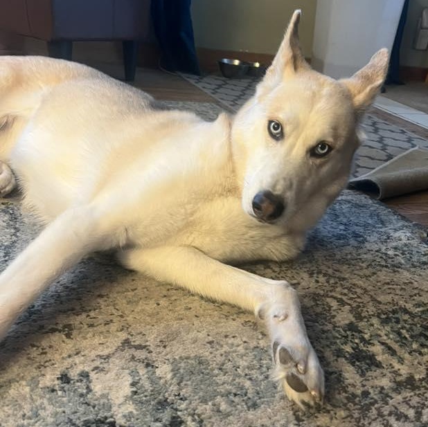 Roman Henry, a Adoptable mixed breed in Racine, WI image 6/6