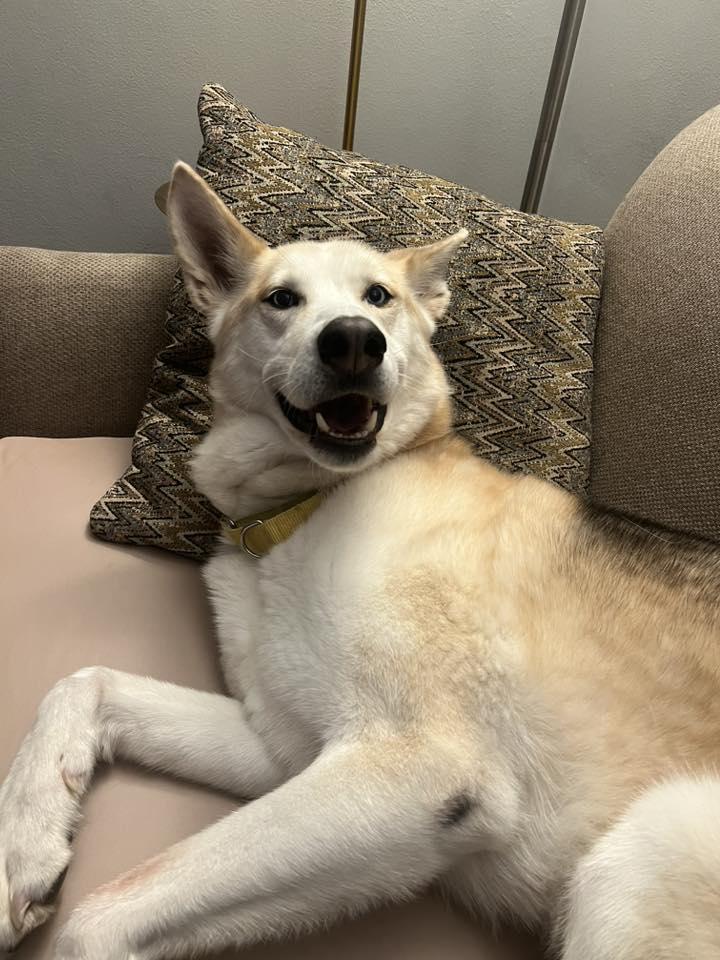 Enlarge Roman Henry, a Adoptable mixed breed in Racine, WI image 6/6