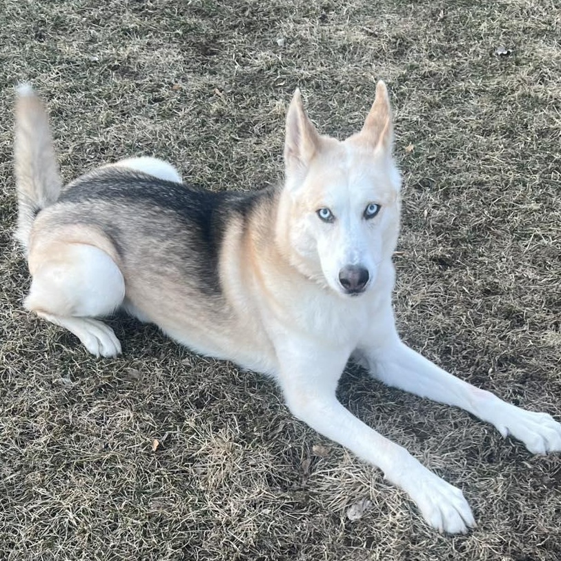 Roman Henry, a Adoptable mixed breed in Racine, WI image 5/6