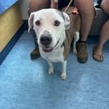 Enlarge Winter (in foster care), a Adoptable Mixed Breed in Charleston, SC image 2/2