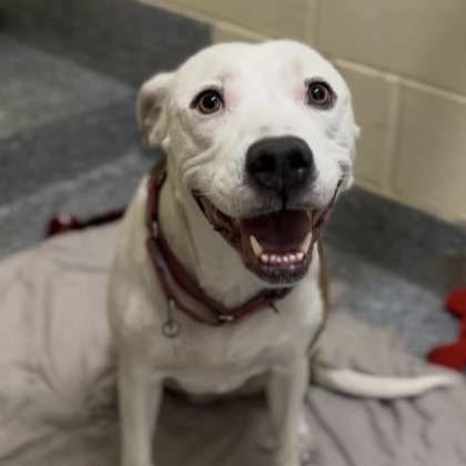 Winter (in foster care), Adoptable, Adult Female Mixed Breed.