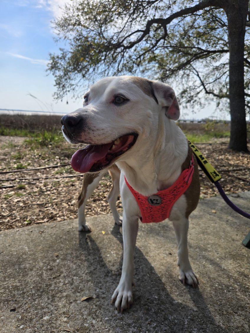 Winter (in foster care), Adoptable, Adult Female Mixed Breed.