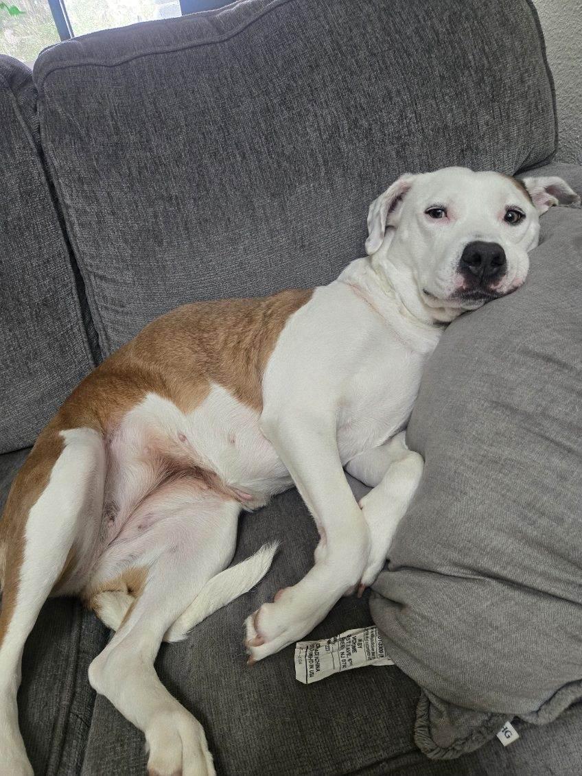 Winter, a Adoptable Mixed Breed in Charleston, SC image 3/6