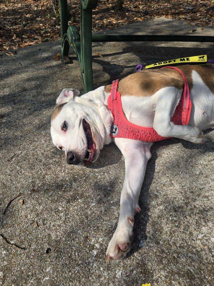 Winter, a Adoptable Mixed Breed in Charleston, SC image 6/6