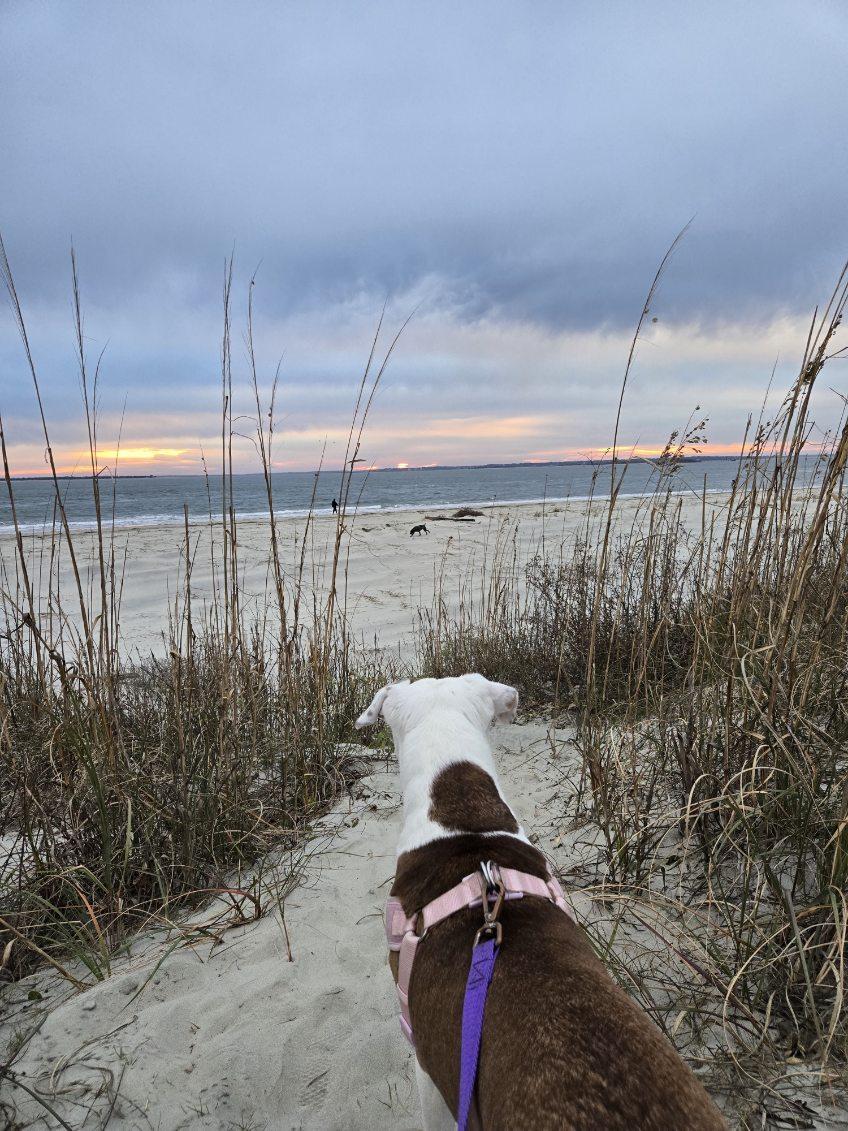 Winter, a Adoptable Mixed Breed in Charleston, SC image 5/6