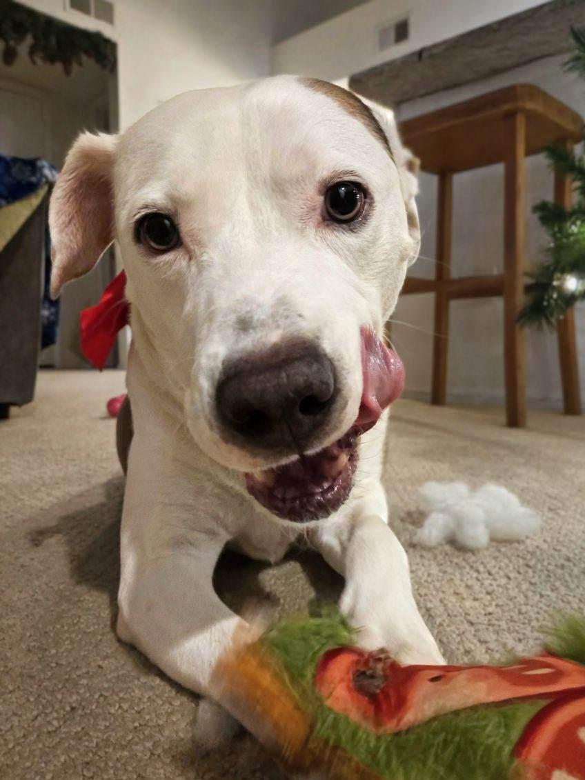 Winter, a Adoptable Mixed Breed in Charleston, SC image 2/6