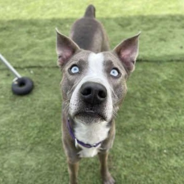 Thumper, Adoptable, Adult Male Catahoula Leopard Dog.