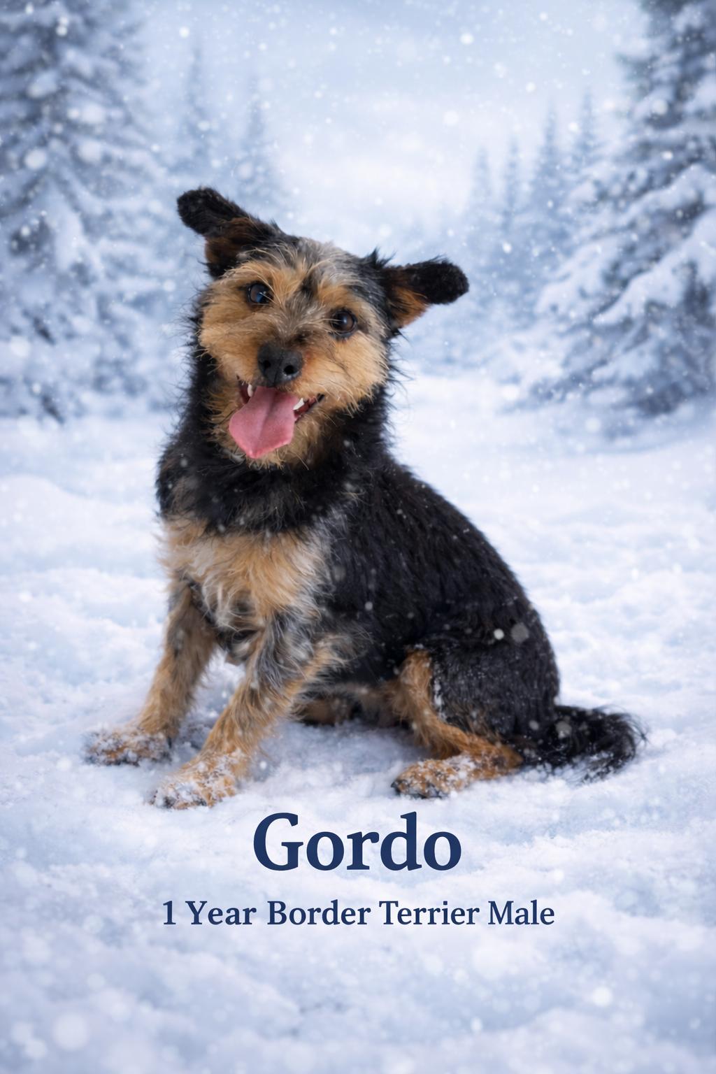 GORDO – 1 YEAR BORDER TERRIER MALE @PETCO, 5011 E. RAY ROAD, PHX 85044 ON SATURDAY, MARCH 7TH, 11–2, ADOPTABLE, Adult Male Border Terrier.