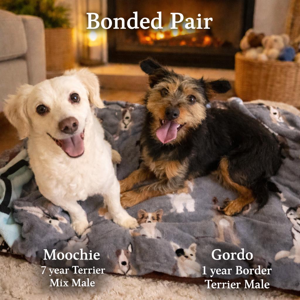 MOOCHIE & GORDO - BONDED PAIR MALES @ PETCO ON 03/07 FROM 11:00-2PM, ADOPTABLE, Adult Male Border Terrier.