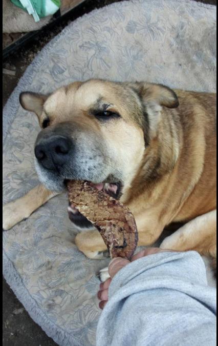 Enlarge Jasmine, a Adoptable mixed breed in East Dundee , IL image 12/12