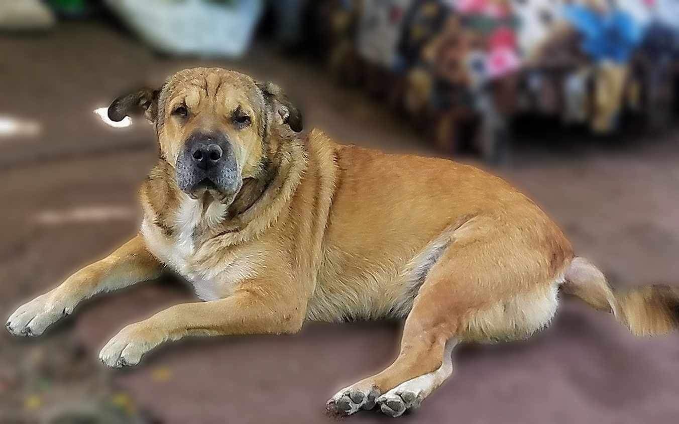 Enlarge Jasmine, a Adoptable mixed breed in East Dundee , IL image 10/12