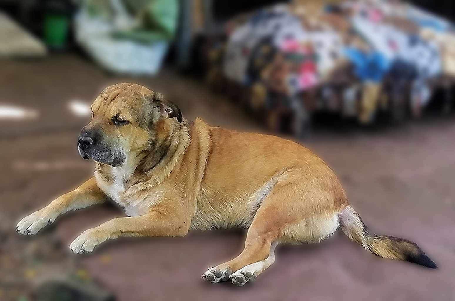 Enlarge Jasmine, a Adoptable mixed breed in East Dundee , IL image 11/12