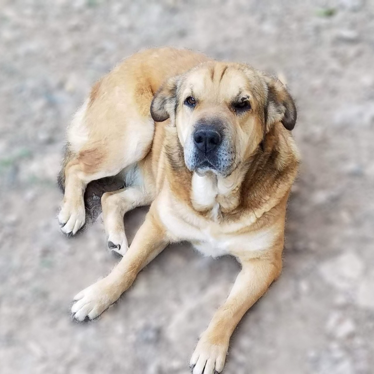 Jasmine, a Adoptable mixed breed in East Dundee , IL image 1/12