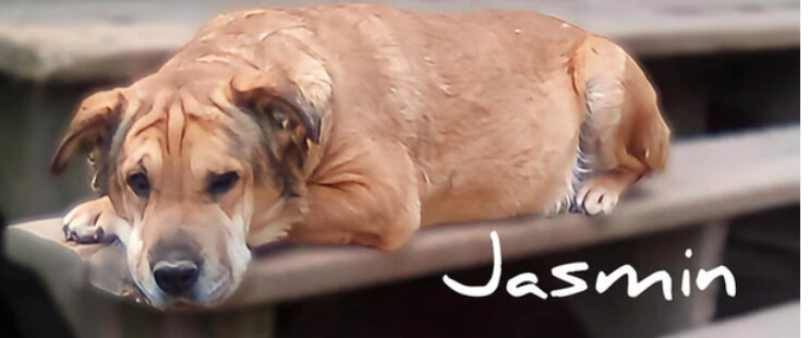 Enlarge Jasmine, a Adoptable mixed breed in East Dundee , IL image 9/12