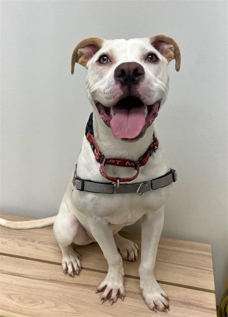 LITTLE JACKIE PAPER, Adoptable, Young Male Pit Bull Terrier & Mixed Breed.