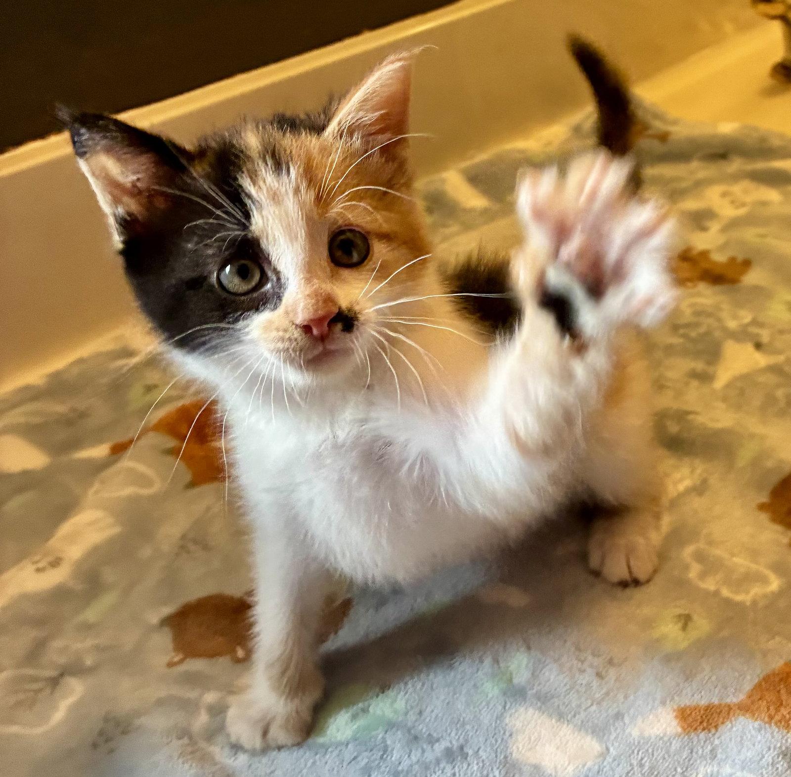 Enlarge Darla, a Adoptable Domestic Short Hair in Lexington, SC image 1/3