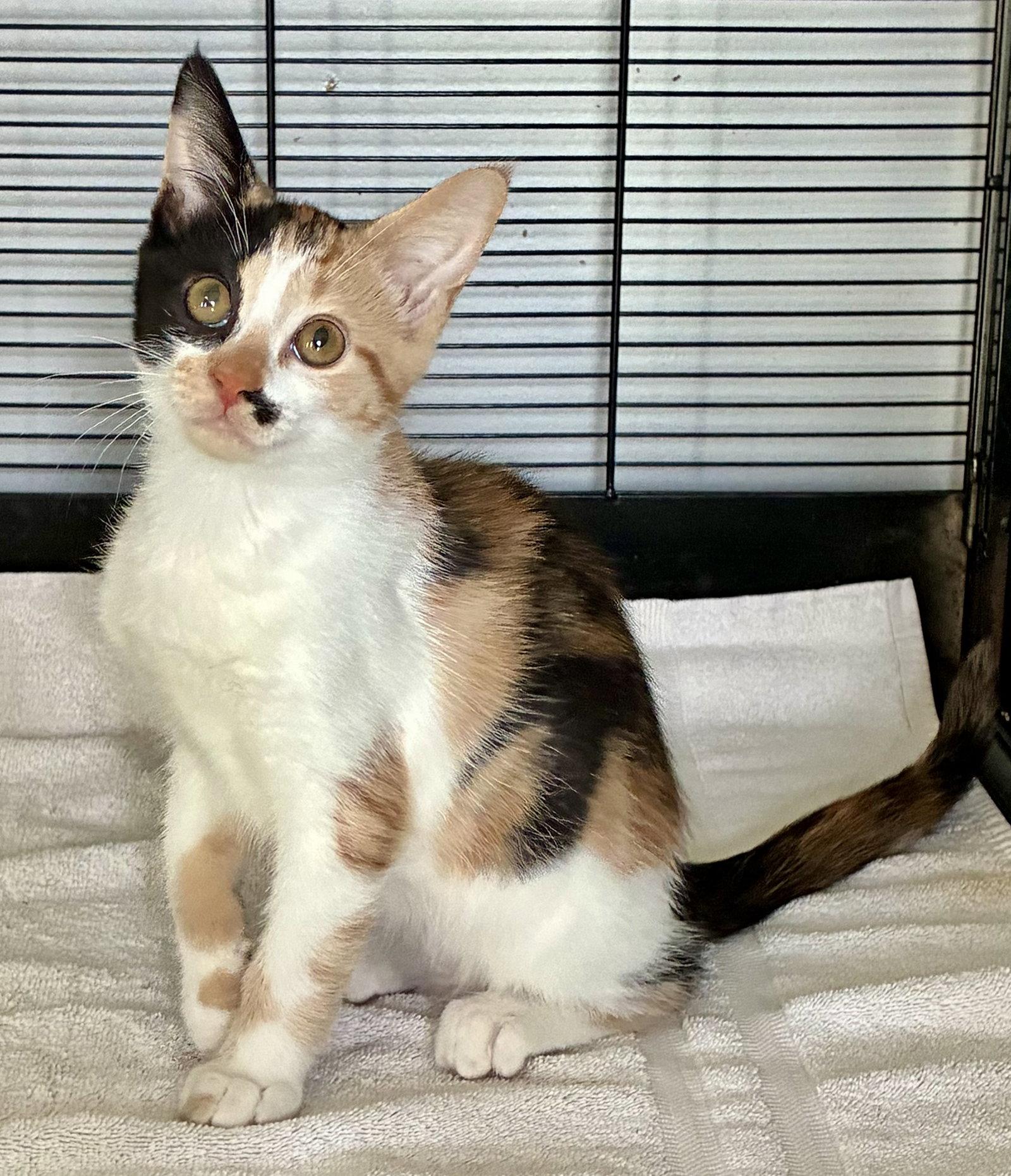 Darla, Adoptable, Kitten Female Calico & Domestic Short Hair.