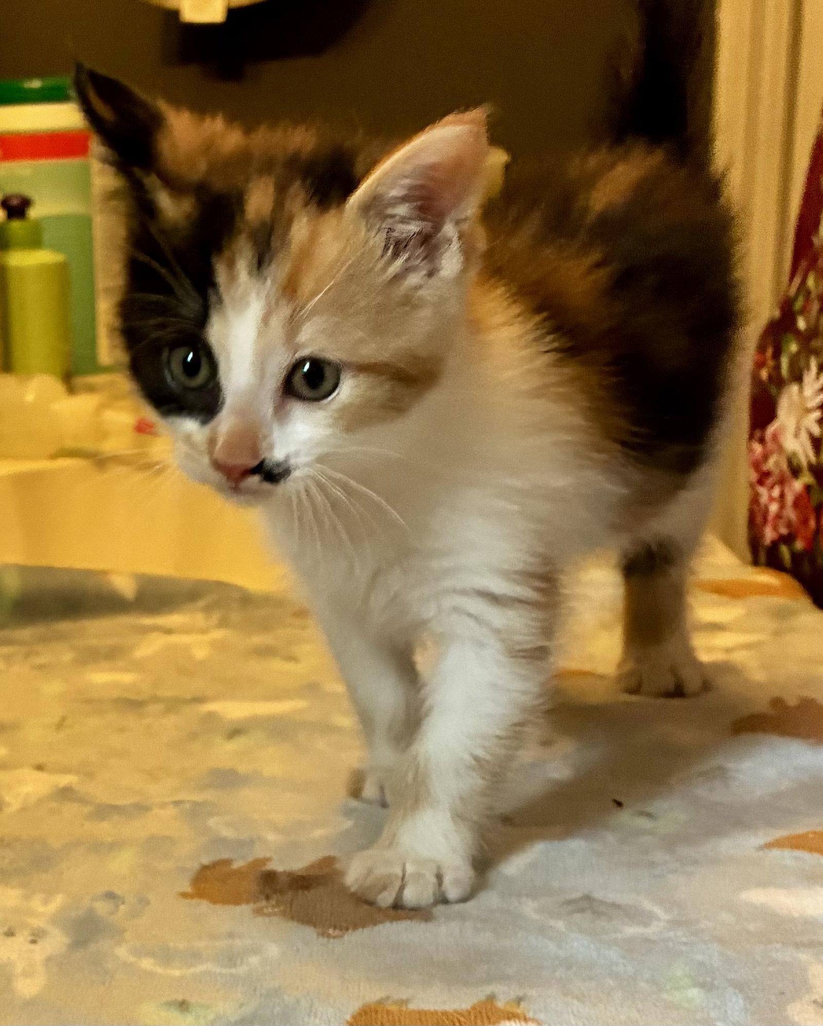 Enlarge Darla, a Adoptable Domestic Short Hair in Lexington, SC image 2/3