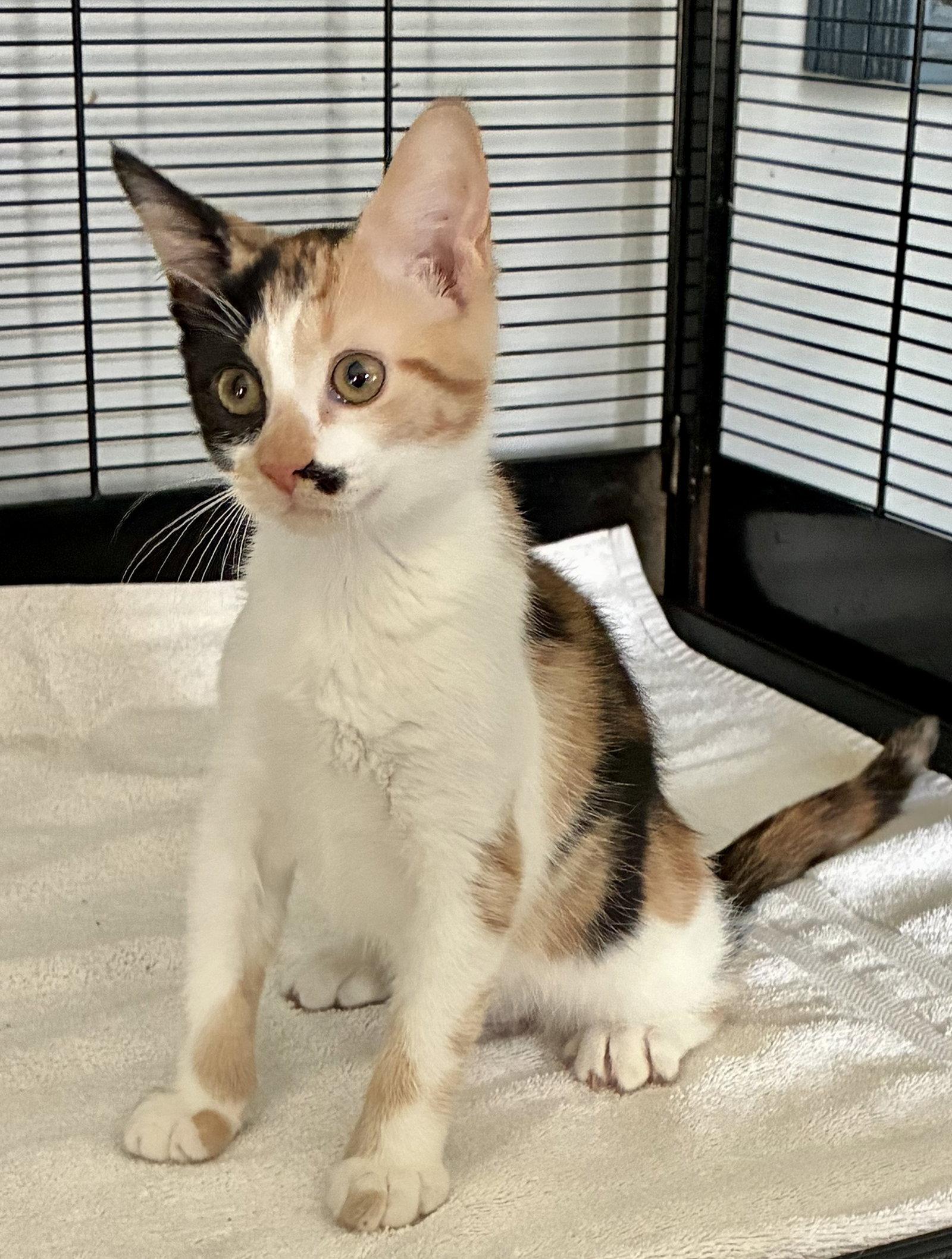 Darla, a Adoptable mixed breed in Lexington, SC image 2/3