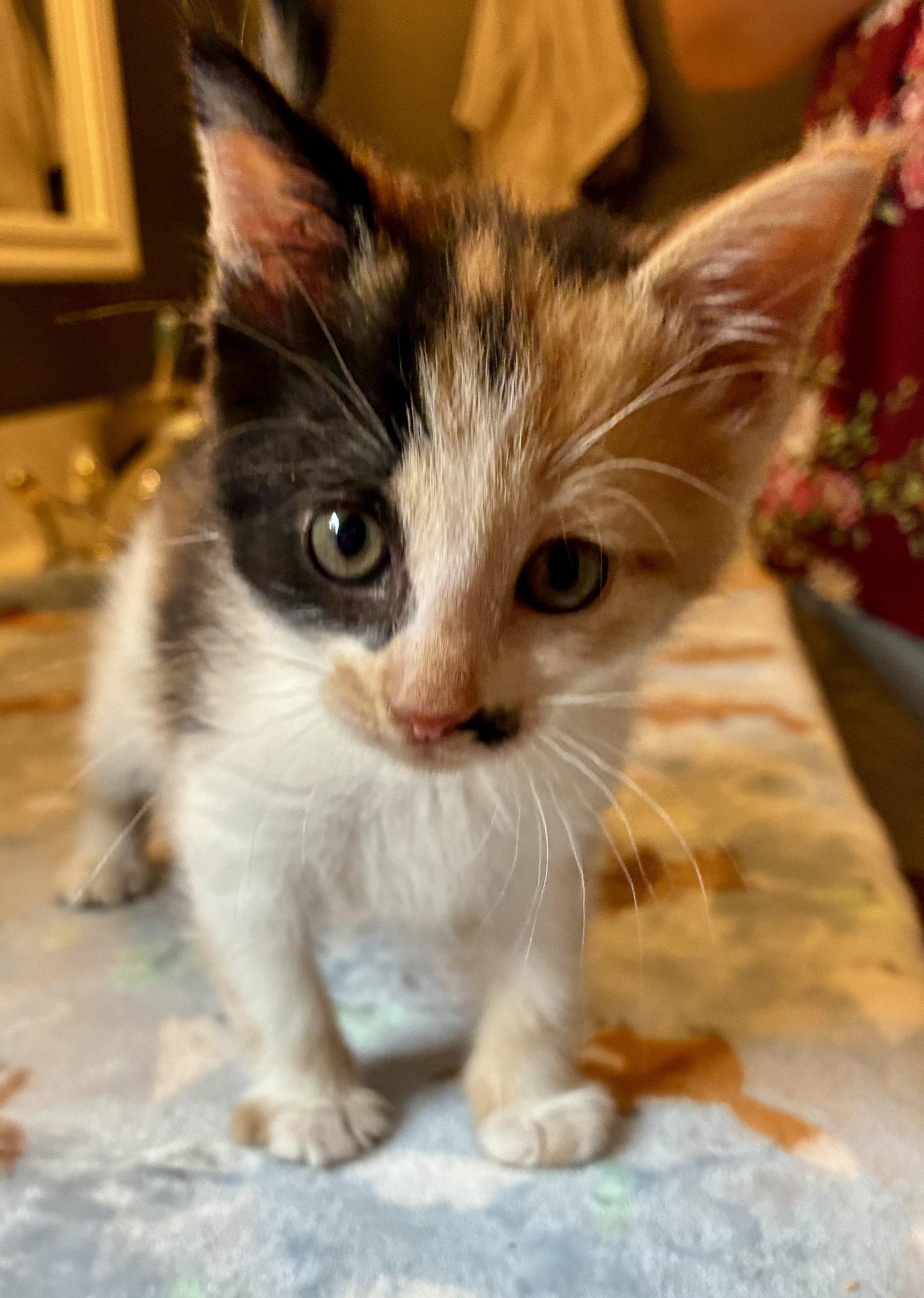 Enlarge Darla, a Adoptable Domestic Short Hair in Lexington, SC image 3/3