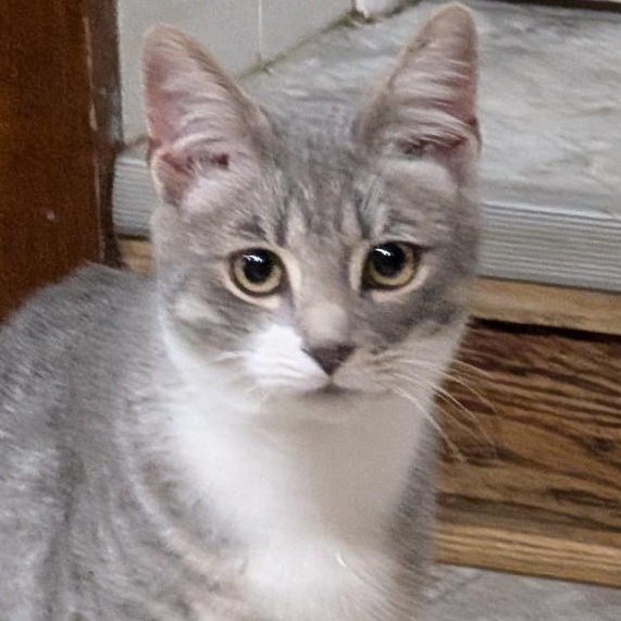 Brody, a ADOPTABLE Domestic Short Hair in Reisterstown, MD image 2/6