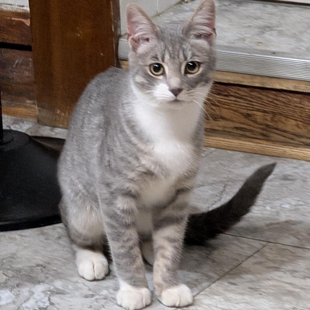 Brody, a ADOPTABLE Domestic Short Hair in Reisterstown, MD image 3/6