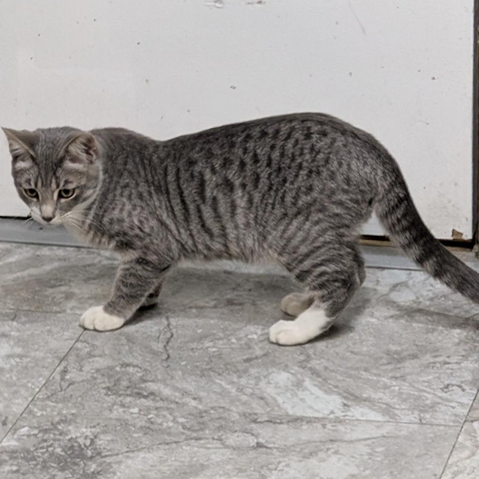 Brody, a ADOPTABLE Domestic Short Hair in Reisterstown, MD image 6/6