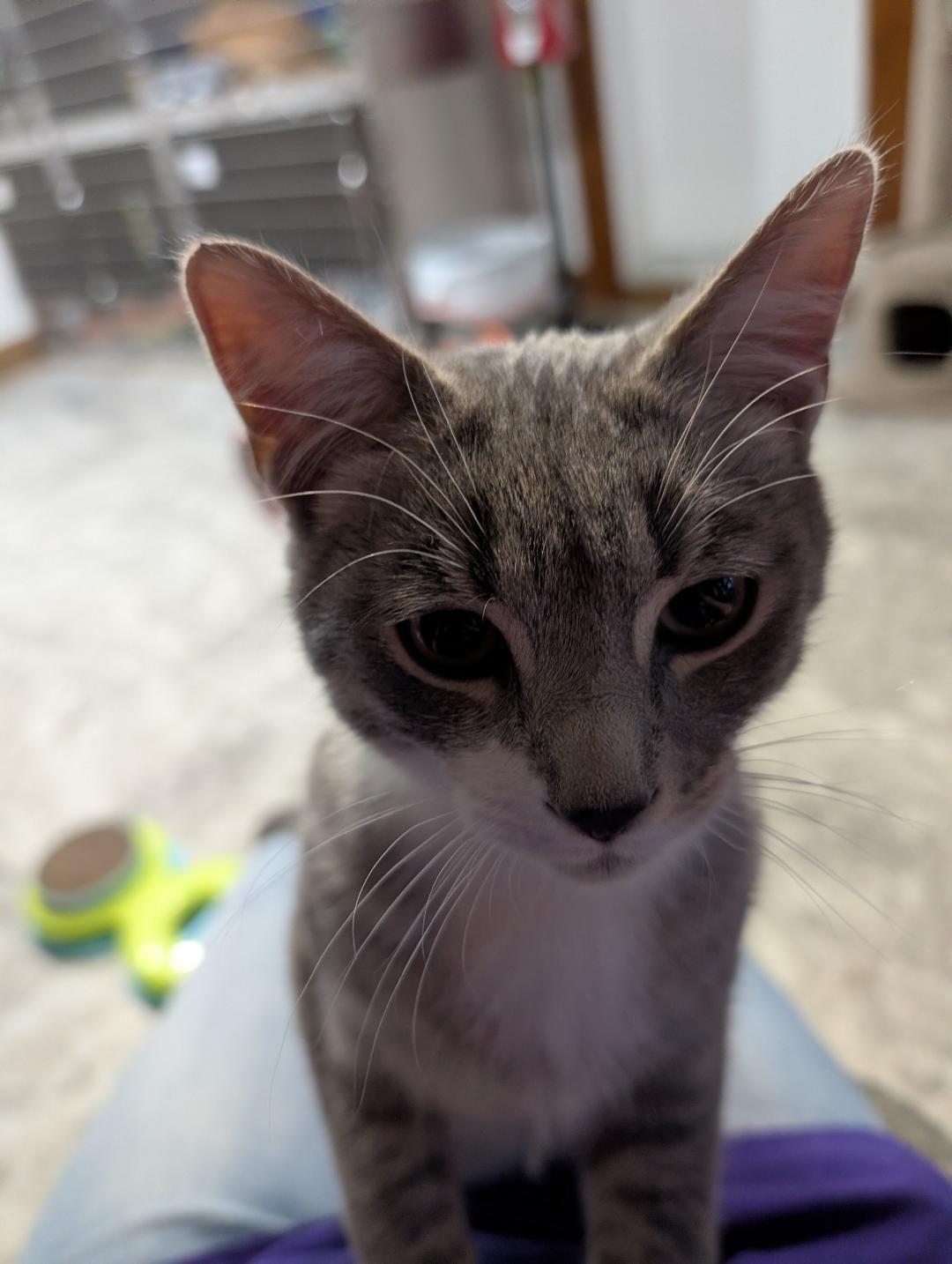 Brody, a ADOPTABLE Domestic Short Hair in Reisterstown, MD image 5/6