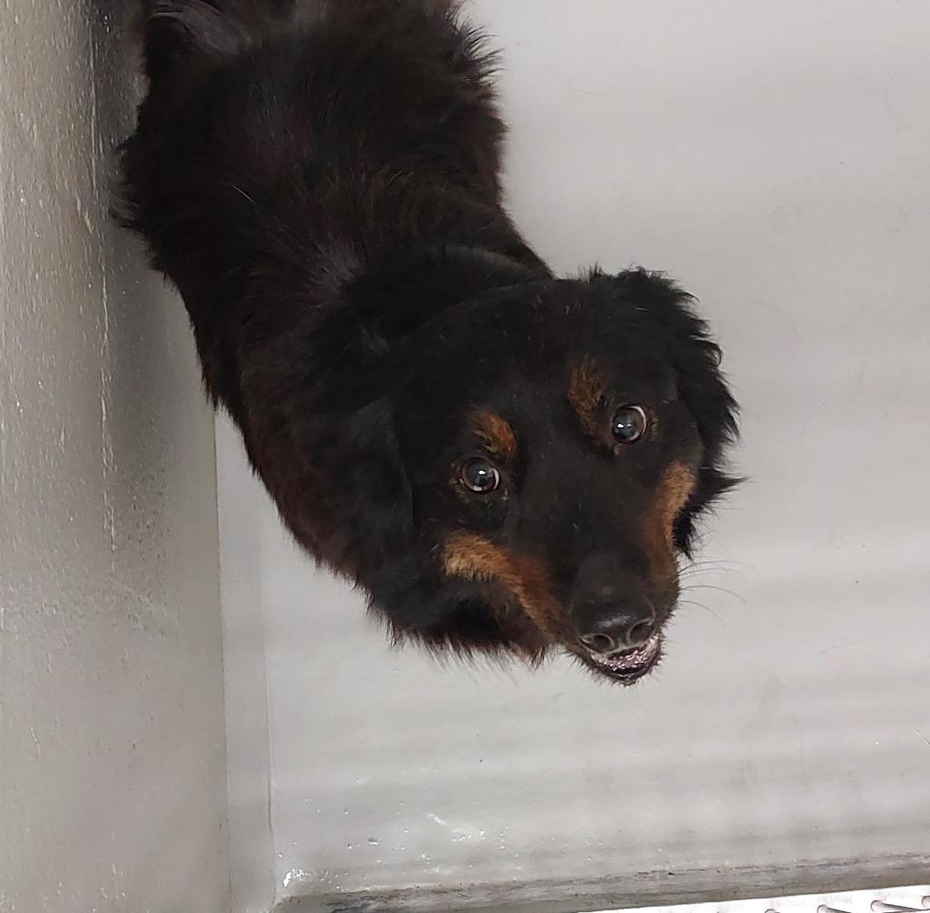 Enlarge Fawkes, a Adoptable mixed breed in Mocksville, NC image 1/1