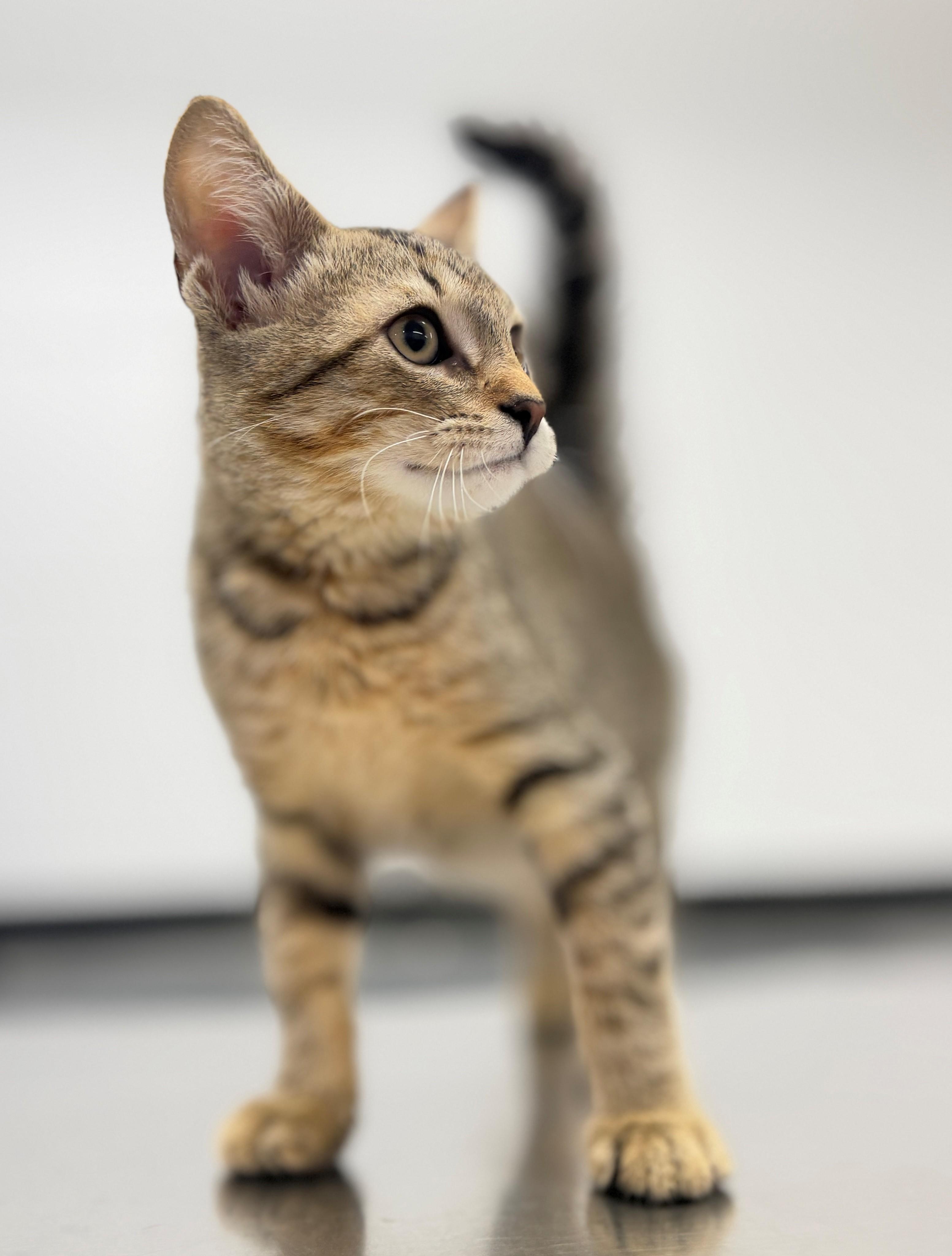 Enlarge Caterpillar, an adopted Domestic Short Hair in Hamilton, ON image 3/4