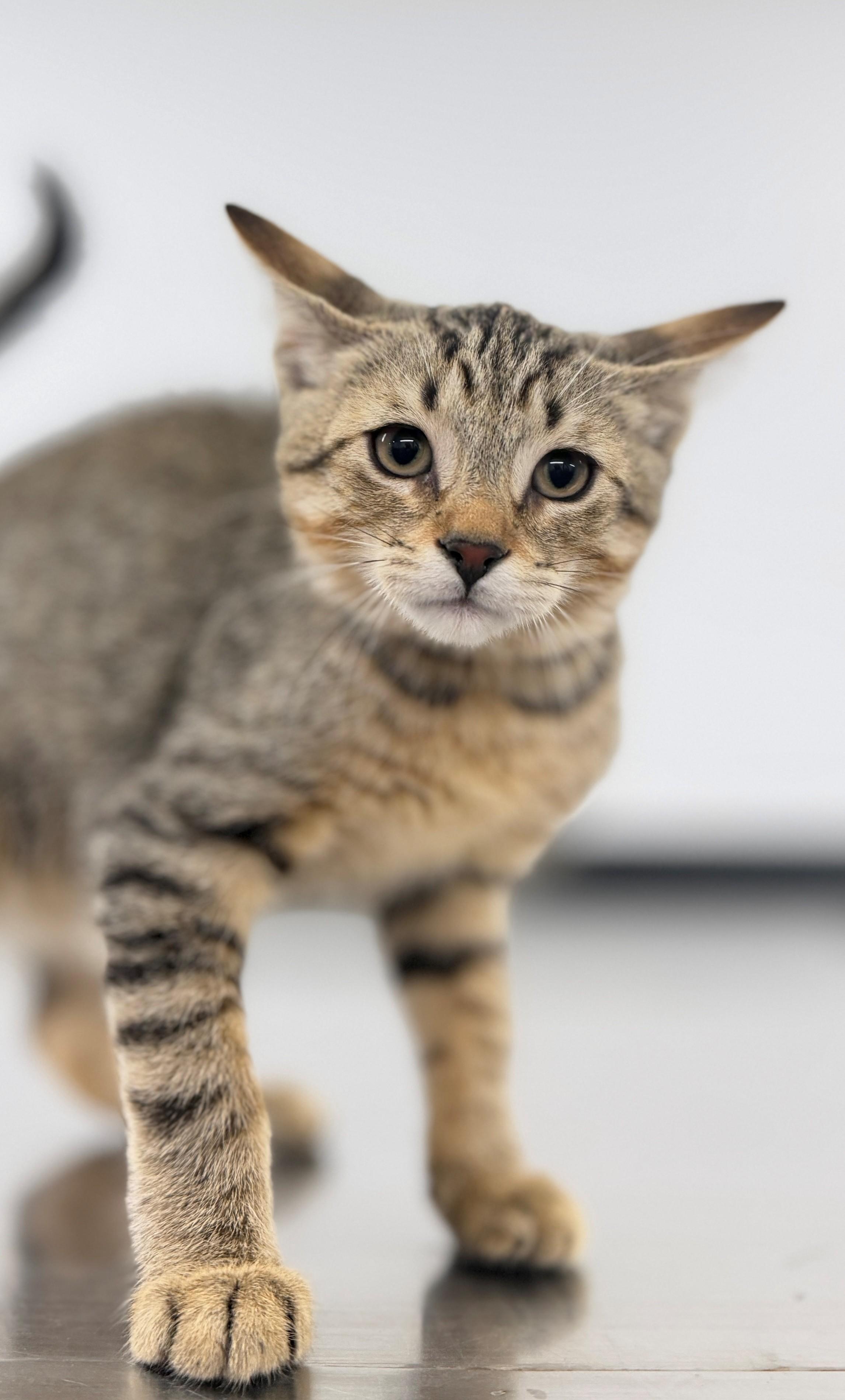 Enlarge Caterpillar, an adopted Domestic Short Hair in Hamilton, ON image 2/4
