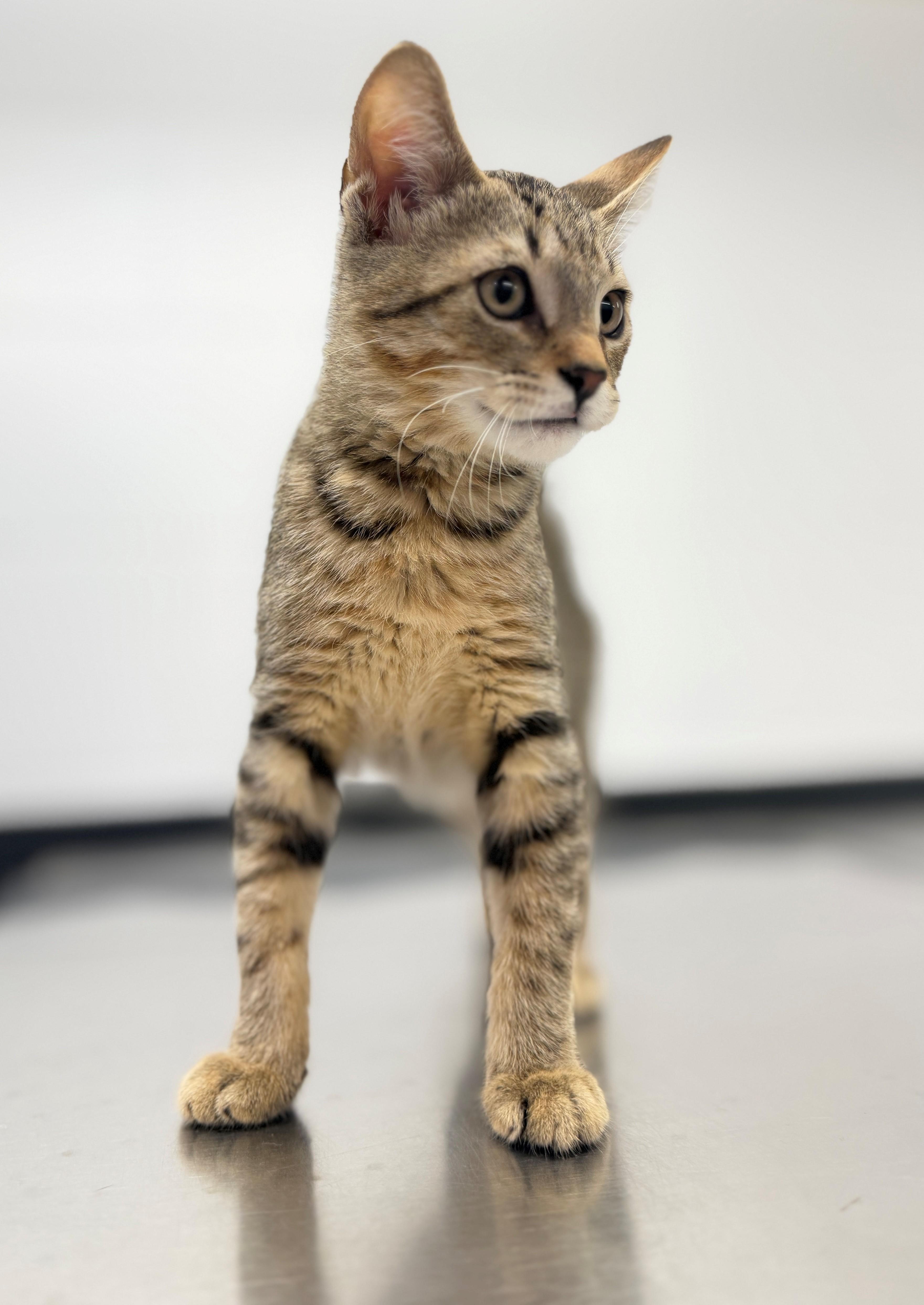 Enlarge Caterpillar, an adopted Domestic Short Hair in Hamilton, ON image 4/4
