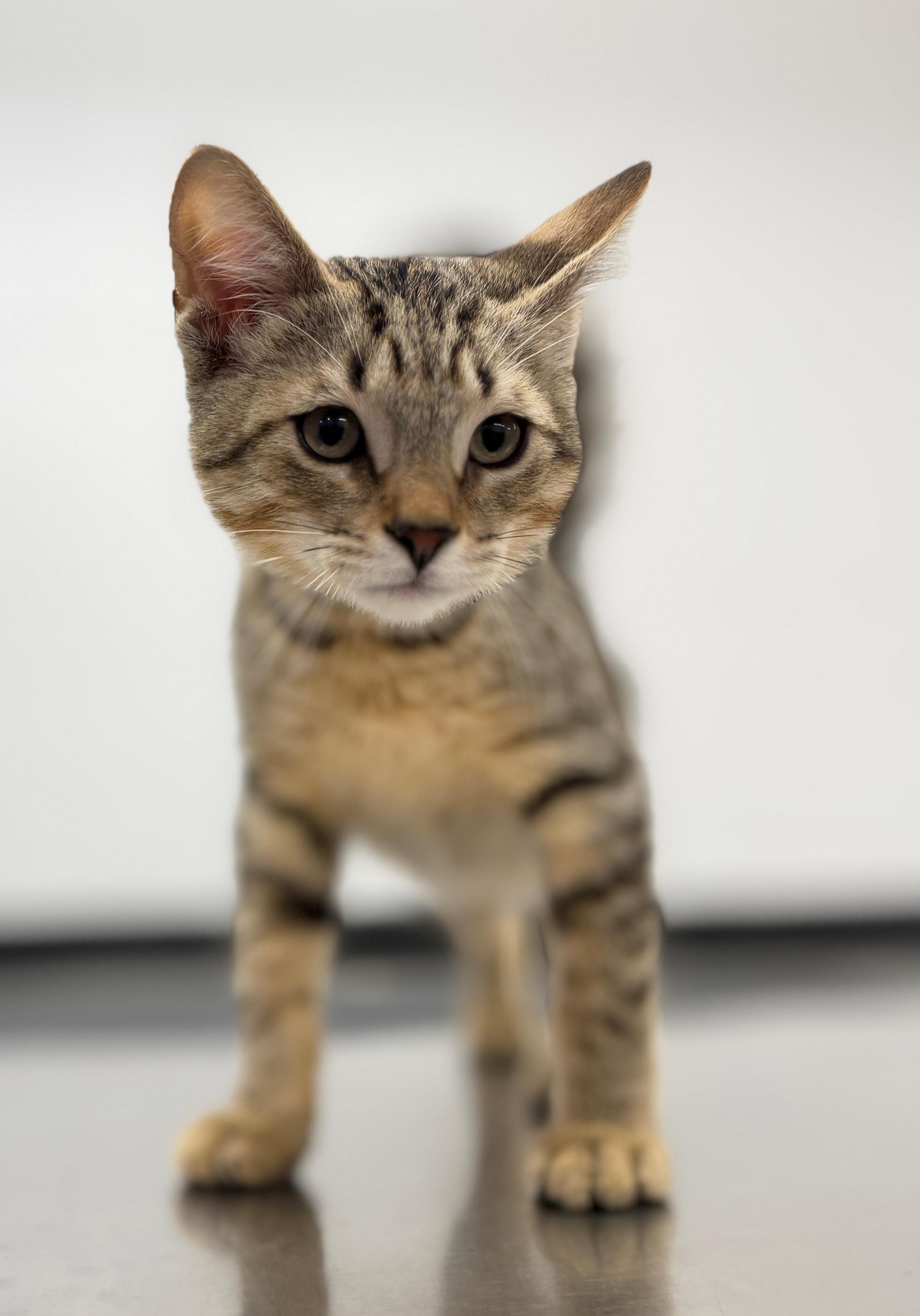 Caterpillar, adopted, Kitten Male Domestic Short Hair.