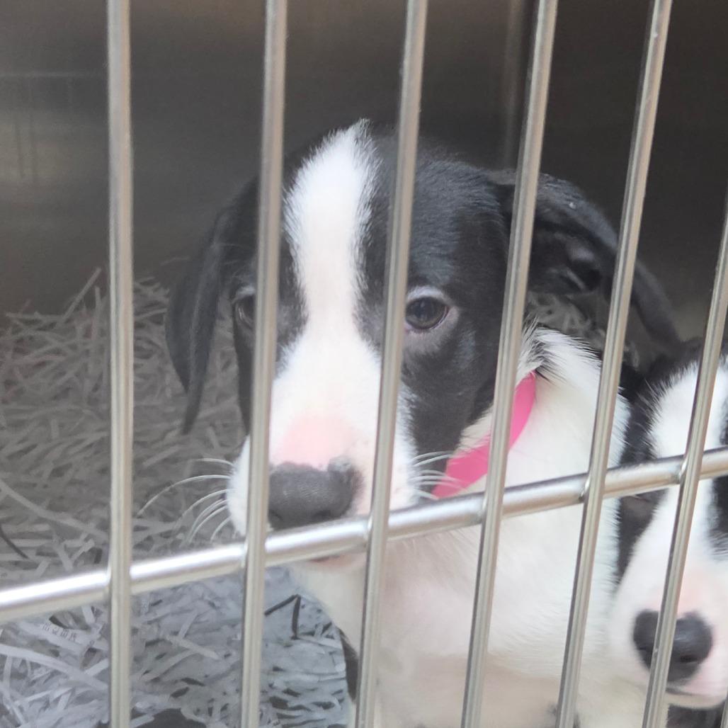 Enlarge Jill, a Adoptable Border Collie in Lakeland, FL image 1/1