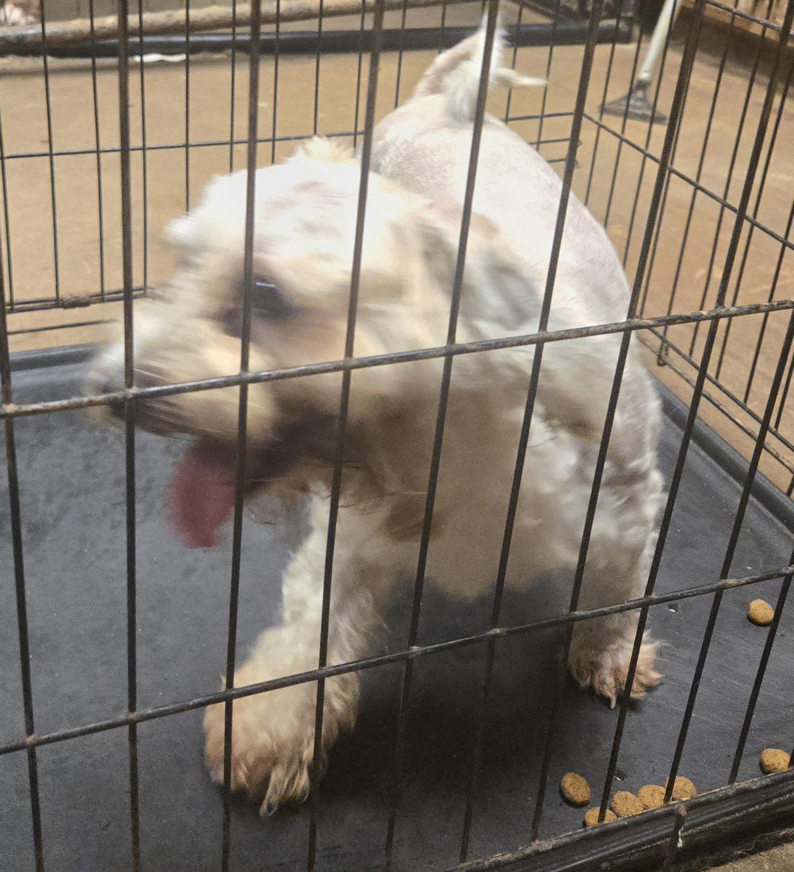 Enlarge Rolex, a Adopted Shih Tzu in Jackson, MS image 1/1