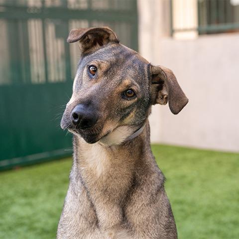Enlarge Josie, a Adoptable mixed breed in Pasadena, CA image 1/6